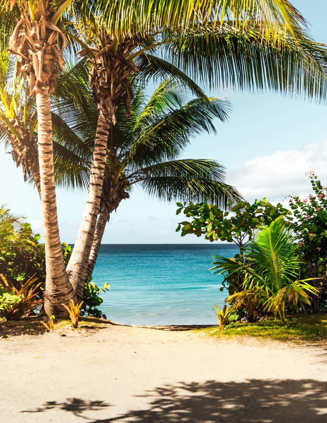 Palm trees framing a path to a quiet turquoise beach